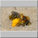 Dasypoda hirtipes - Hosenbiene x w02 - Sandgrube Heidesee OS-Bad Laer.jpg